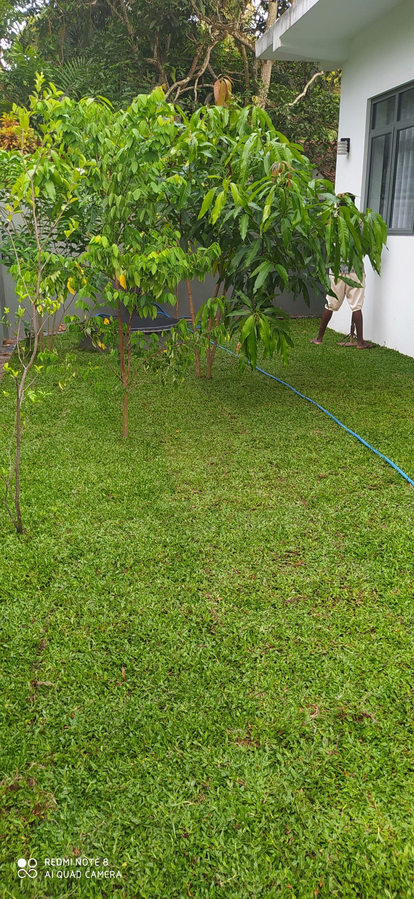 Other image 202508/australian-grass-price-in-ja-ela-wedabima-549d8db4f1.jpg