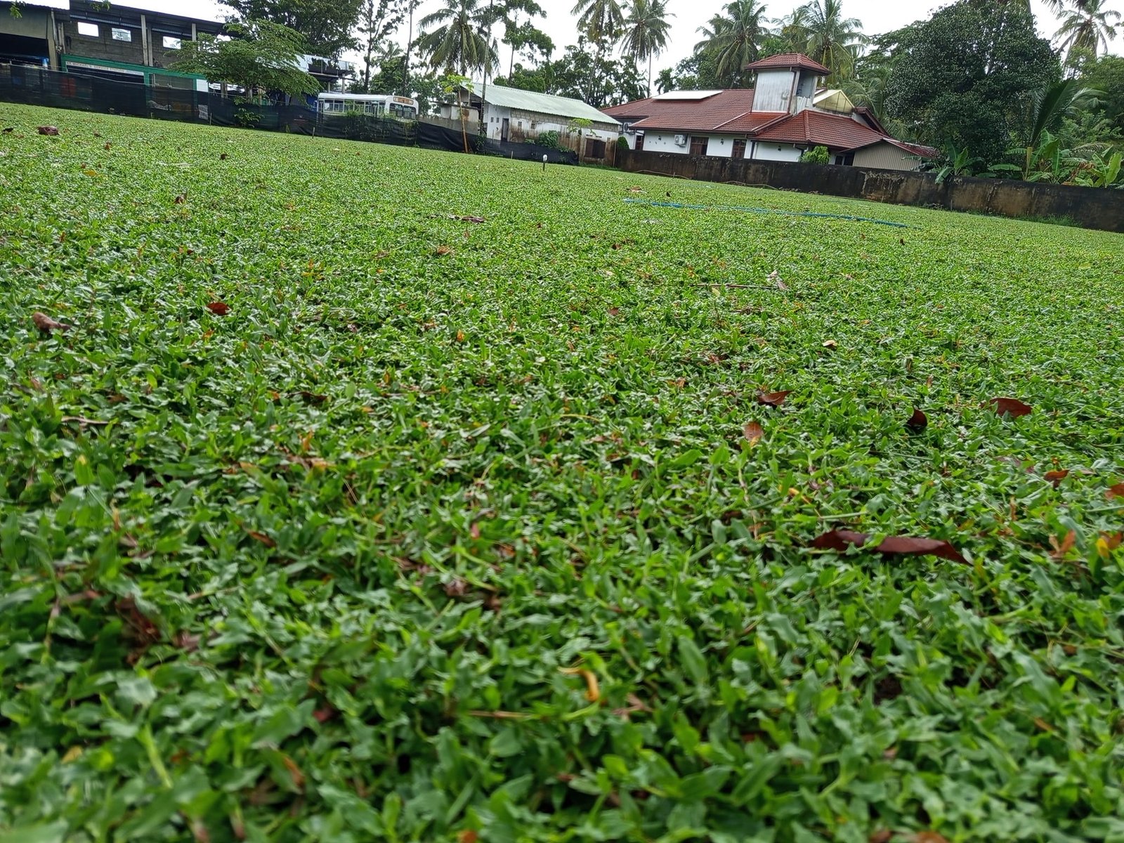 Other image 202508/australian-grass-price-in-ja-ela-wedabima-6c9d3f790a.jpg