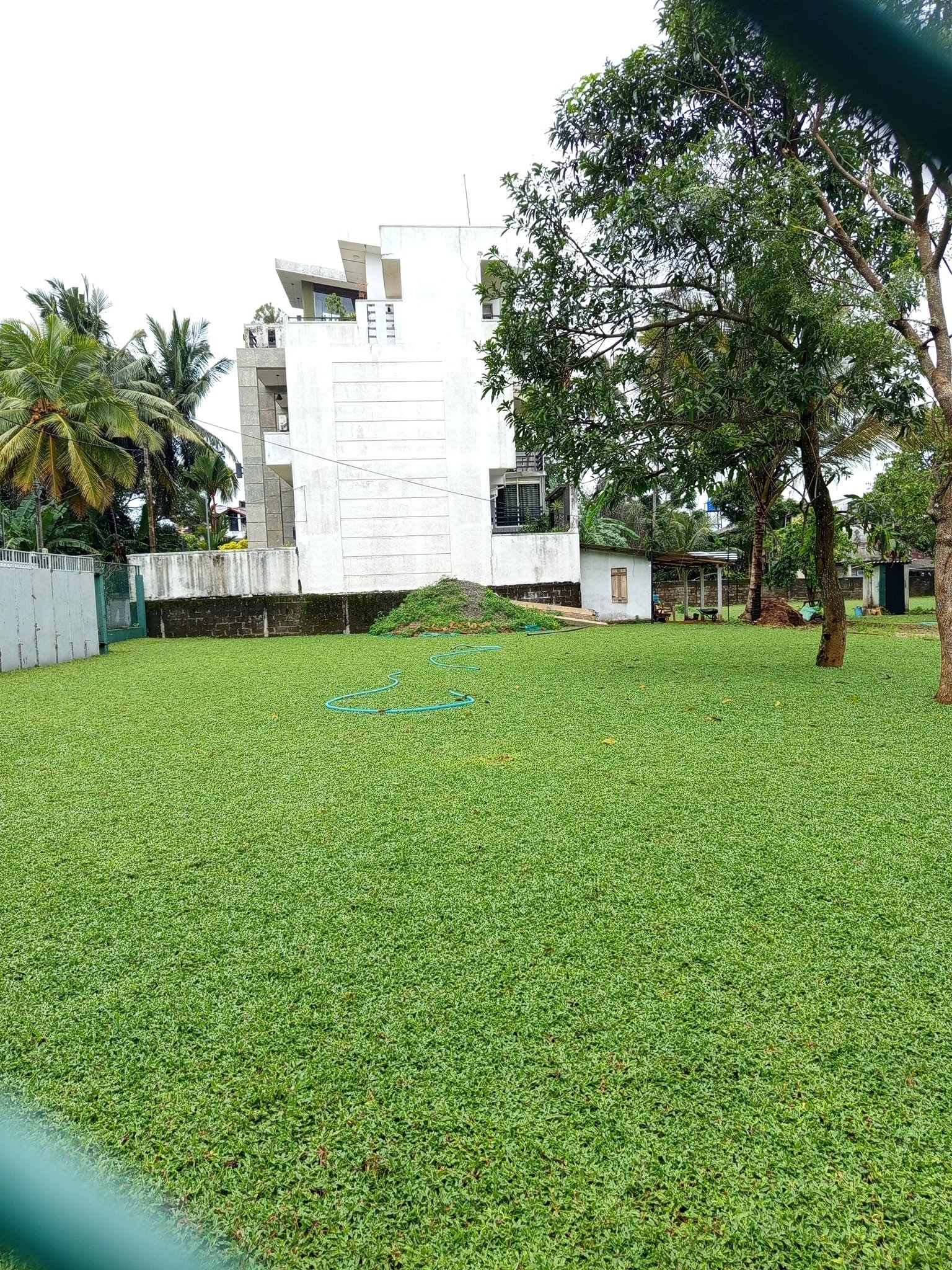 Other image 202508/australian-grass-price-in-ja-ela-wedabima-b9223856e3.jpg