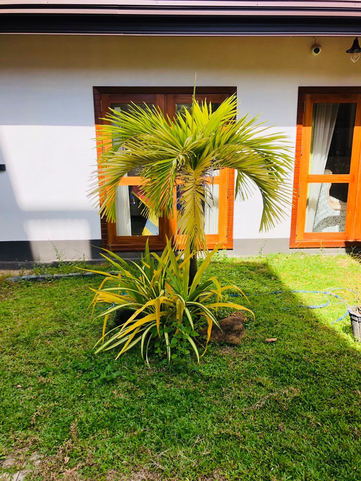 Other image 202509/malaysian-grass-price-pannipitiya-wedabima-4b5d05d6f5.jpeg