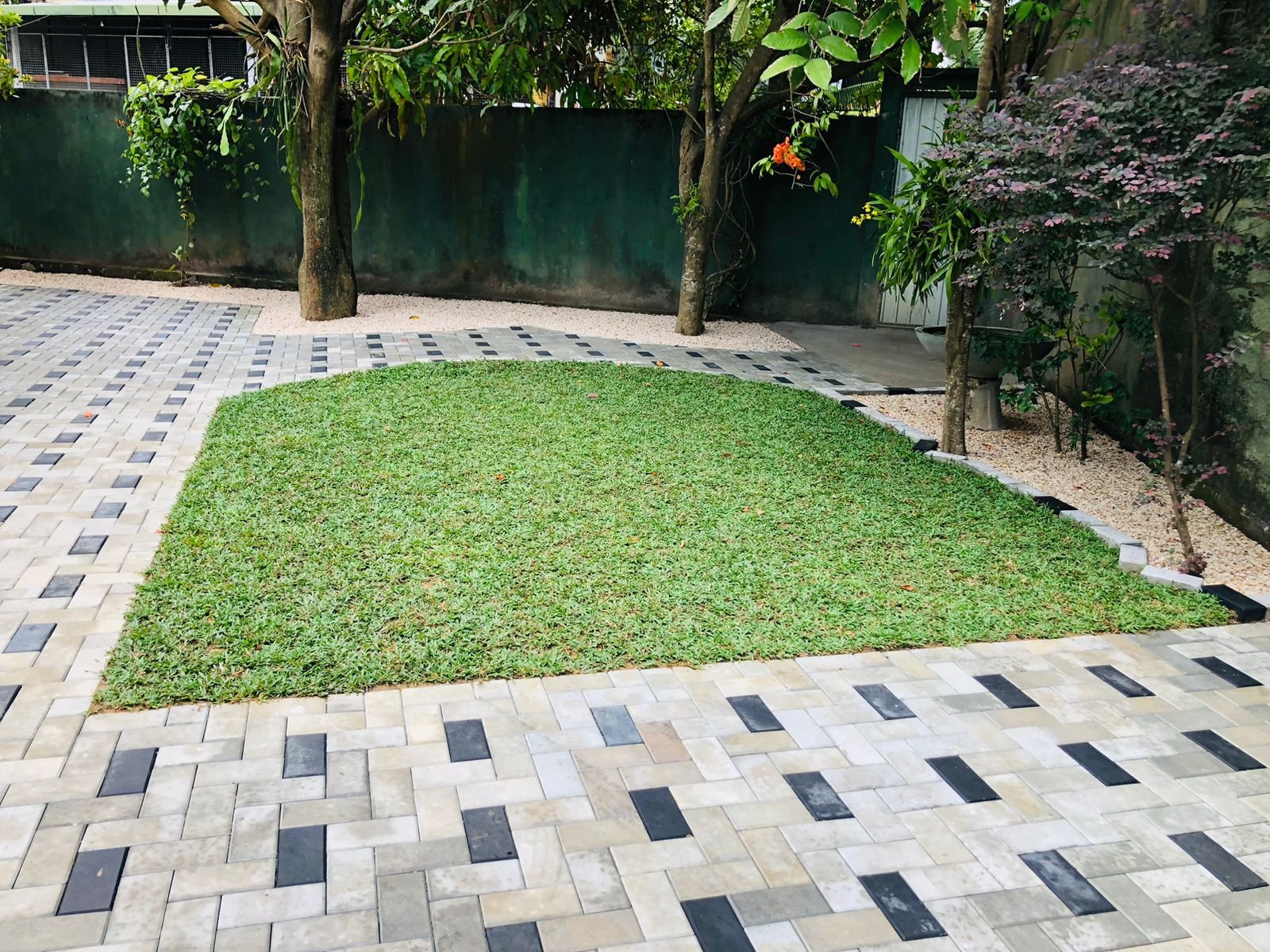 Other image 202509/malaysian-grass-price-pannipitiya-wedabima-e4e488e395.jpeg