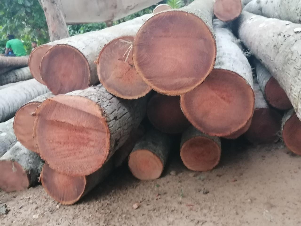 Other image 202510/coconut-wood-price-in-colombo-wedabima-ed86b6a870.jpeg