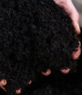 Other image 202606/kabok-soil-cube-price-in-colombo-wedabima-abac2c905a.png
